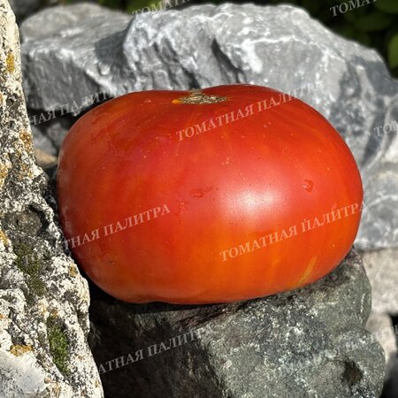 Томат АБРИКОСОВЫЙ КОНФИТЮР