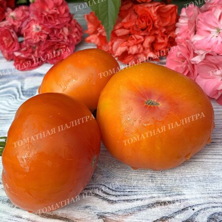 Томат АБРИКОСОВЫЙ КОНФИТЮР