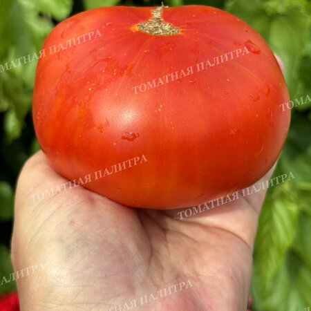 Томат АБРИКОСОВЫЙ КОНФИТЮР