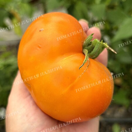 Томат АБРИКОСОВЫЙ КОНФИТЮР