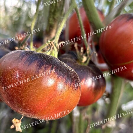 Томат БЛАЖЕНСТВО