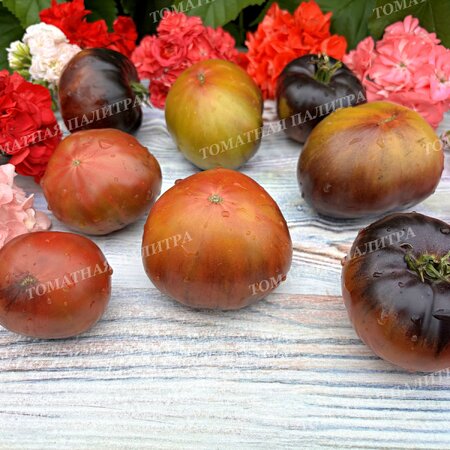 Томат БЛАЖЕНСТВО