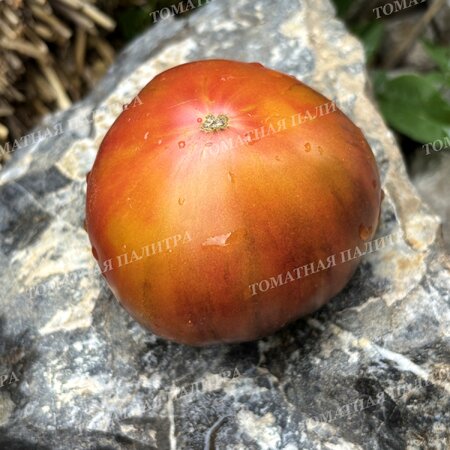 Томат БЛАЖЕНСТВО