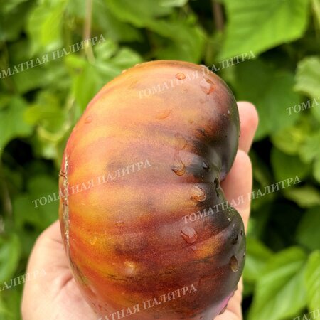 Томат БЛАЖЕНСТВО