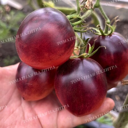 Томат БРОНЗОВЫЕ НОСИКИ СЕРЖАНТА ПЕППЕРА