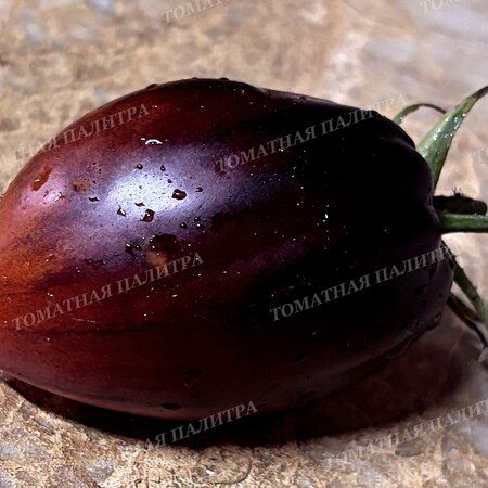 Томат БРОНЗОВЫЕ НОСИКИ СЕРЖАНТА ПЕППЕРА