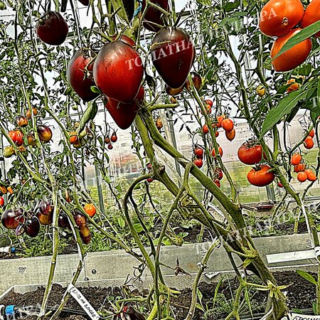 Томат БРОНЗОВЫЕ НОСИКИ СЕРЖАНТА ПЕППЕРА