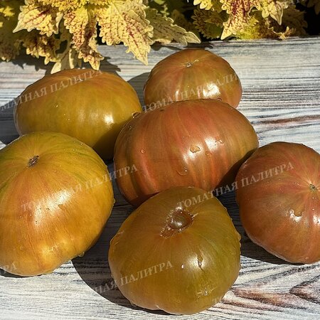 Томат ВИШНЕВЫЕ ПОЛОСЫ