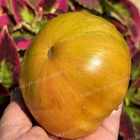 Томат ВИШНЕВЫЕ ПОЛОСЫ