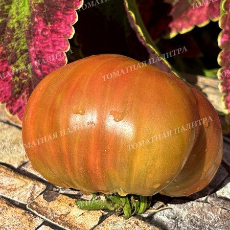 Томат ВИШНЕВЫЕ ПОЛОСЫ