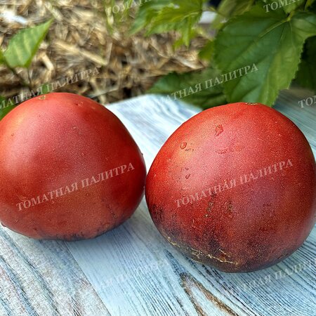 Томат КЛУБНИЧНЫЙ СЕРЖАНТ