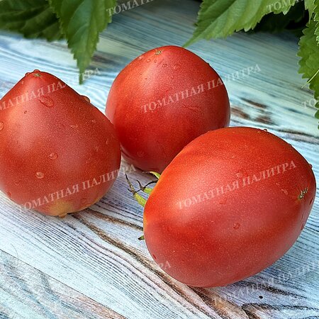 Томат КЛУБНИЧНЫЙ СЕРЖАНТ