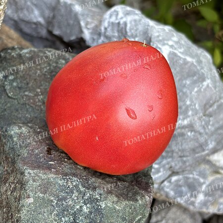 Томат КЛУБНИЧНЫЙ СЕРЖАНТ