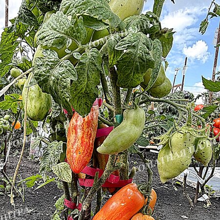 Томат ДЖАЛПА