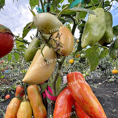 Томат ДЖАЛПА