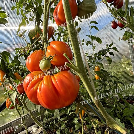 Томат МЕДОВЫЙ ГРЕБЕНЬ