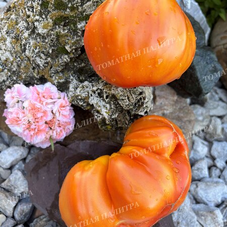 Томат МЕДОВЫЙ ГРЕБЕНЬ