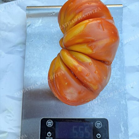 Томат МЕДОВЫЙ ГРЕБЕНЬ