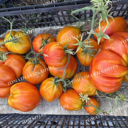 Томат МЕДОВЫЙ ГРЕБЕНЬ