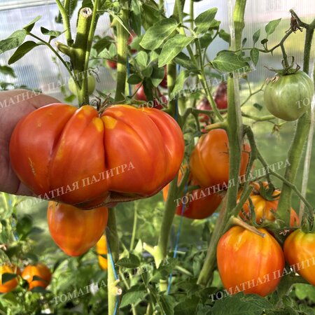 Томат МЕДОВЫЙ ГРЕБЕНЬ