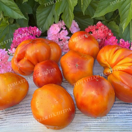 Томат МЕДОВЫЙ ГРЕБЕНЬ