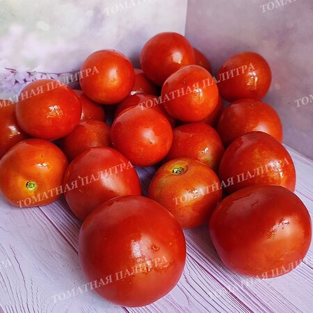 Томат УЛЬТРАСКОРОСПЕЛЫЙ 