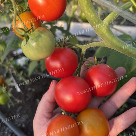 Томат УЛЬТРАСКОРОСПЕЛЫЙ 