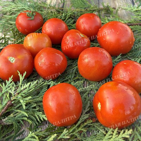 Томат УЛЬТРАСКОРОСПЕЛЫЙ 