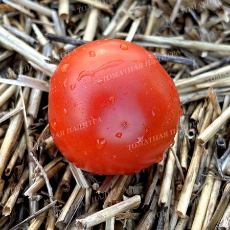 Томат УЛЬТРАСКОРОСПЕЛЫЙ 