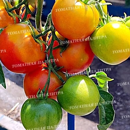 Томат УЛЬТРАСКОРОСПЕЛЫЙ 