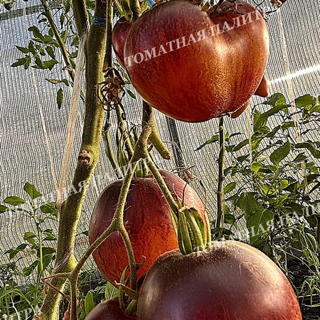 Томат Мятежный Звёздный Истребитель VT-16 жёлтый. (Rebel Starfighter VT-16 yellow), США  