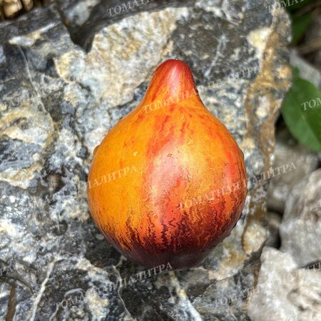 Томат Мятежный Звёздный Истребитель VT-16 жёлтый. (Rebel Starfighter VT-16 yellow), США  