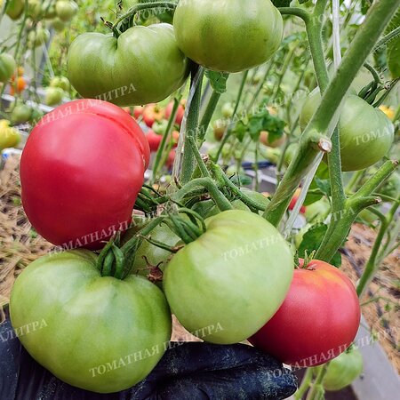 Томат Розовые из СССР