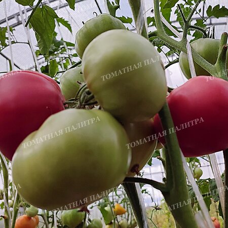 Томат Розовые из СССР