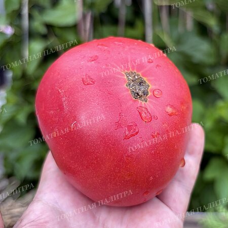 Томат Розовые из СССР