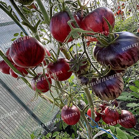 Томат Восставший Звездный Истребитель Кейли Энн ПИНК АНТО, США  