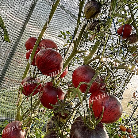 Томат Восставший Звездный Истребитель Кейли Энн ПИНК АНТО, США  