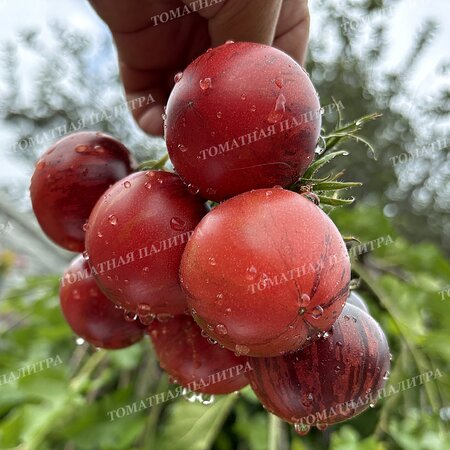Томат Восставший Звездный Истребитель Кейли Энн ПИНК АНТО, США  