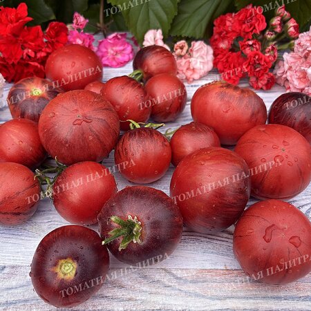 Томат Восставший Звездный Истребитель Кейли Энн ПИНК АНТО, США  