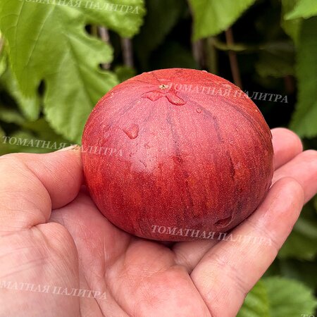 Томат Восставший Звездный Истребитель Кейли Энн ПИНК АНТО, США  