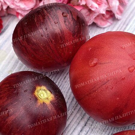 Томат Восставший Звездный Истребитель Кейли Энн ПИНК АНТО, США  