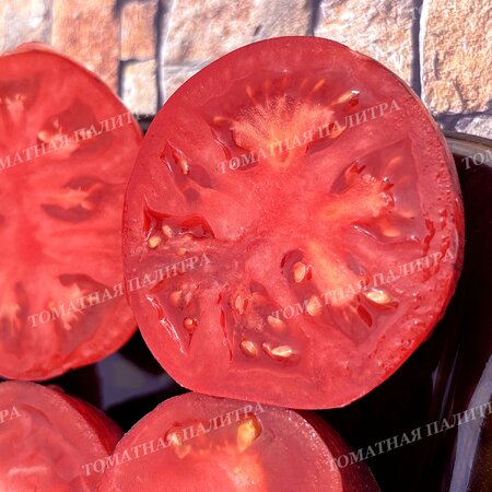 Томат Восставший Звездный Истребитель Кейли Энн ПИНК АНТО, США  