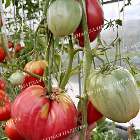 Томат РАБОЧИЙ ВЫПУСК ПАСТЫ (Work Release Paste), Италия.