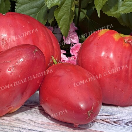 Томат РАБОЧИЙ ВЫПУСК ПАСТЫ (Work Release Paste), Италия.