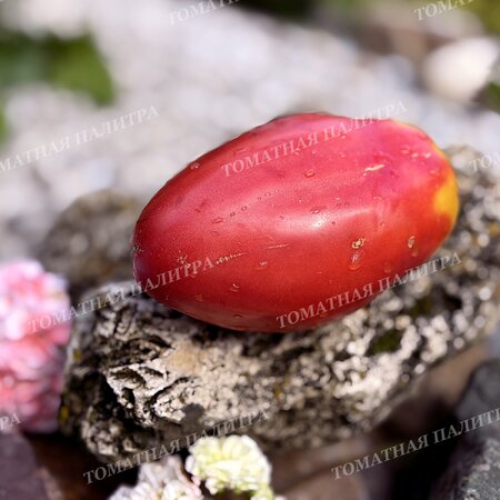 Томат РАБОЧИЙ ВЫПУСК ПАСТЫ (Work Release Paste), Италия.