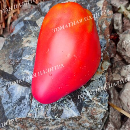 Томат РАБОЧИЙ ВЫПУСК ПАСТЫ * ПОЛЬСКАЯ СЛИВА ТЁТИ СВАРЛО