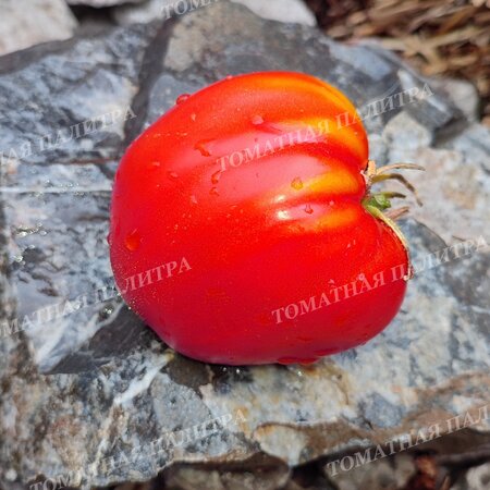 Томат РАБОЧИЙ ВЫПУСК ПАСТЫ * ПОЛЬСКАЯ СЛИВА ТЁТИ СВАРЛО