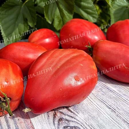 Томат РАБОЧИЙ ВЫПУСК ПАСТЫ * ПОЛЬСКАЯ СЛИВА ТЁТИ СВАРЛО