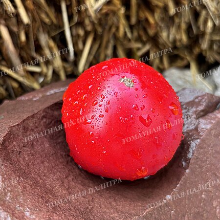 Томат МИНУСИНСКИЙ НИЗКОРОСЛЫЙ КРУПНЫЙ 