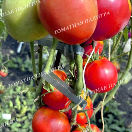 Томат МИНУСИНСКИЙ НИЗКОРОСЛЫЙ КРУПНЫЙ 